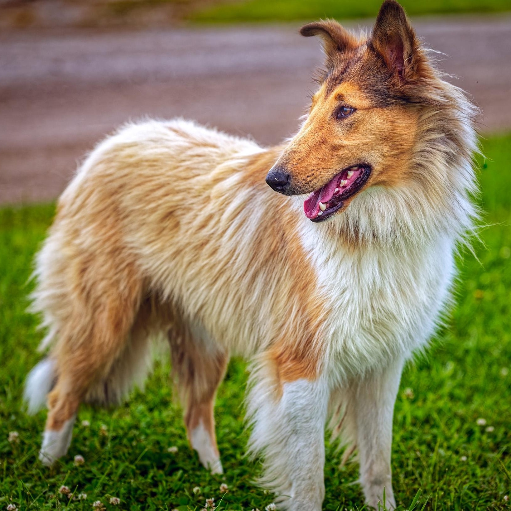 Enlarge Pearl, a Adopted Collie in Clarinda, IA image 5/5