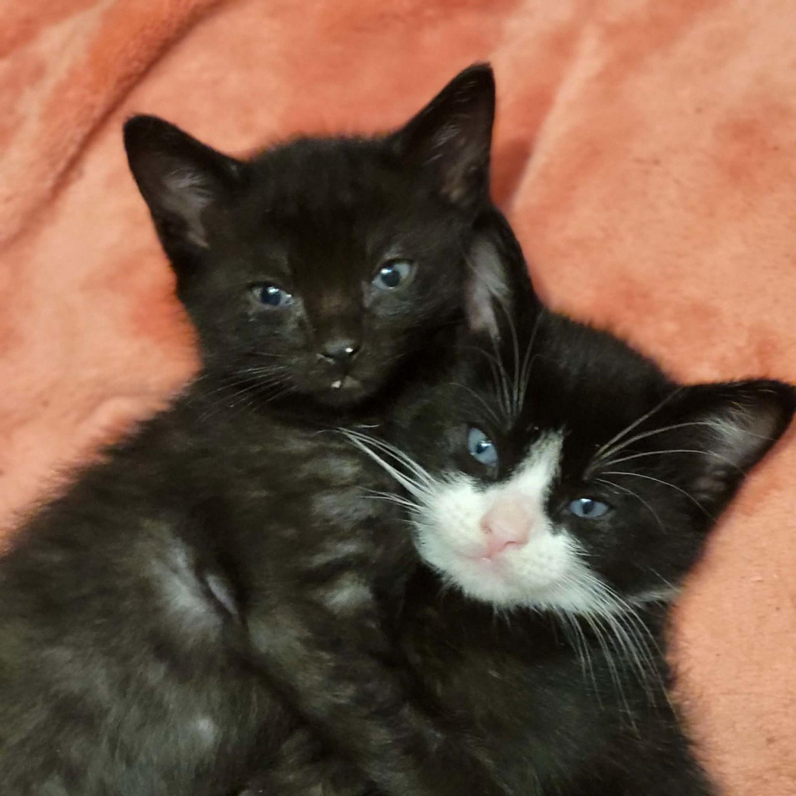 Obsidian, Adoptable, Young Male Domestic Short Hair.