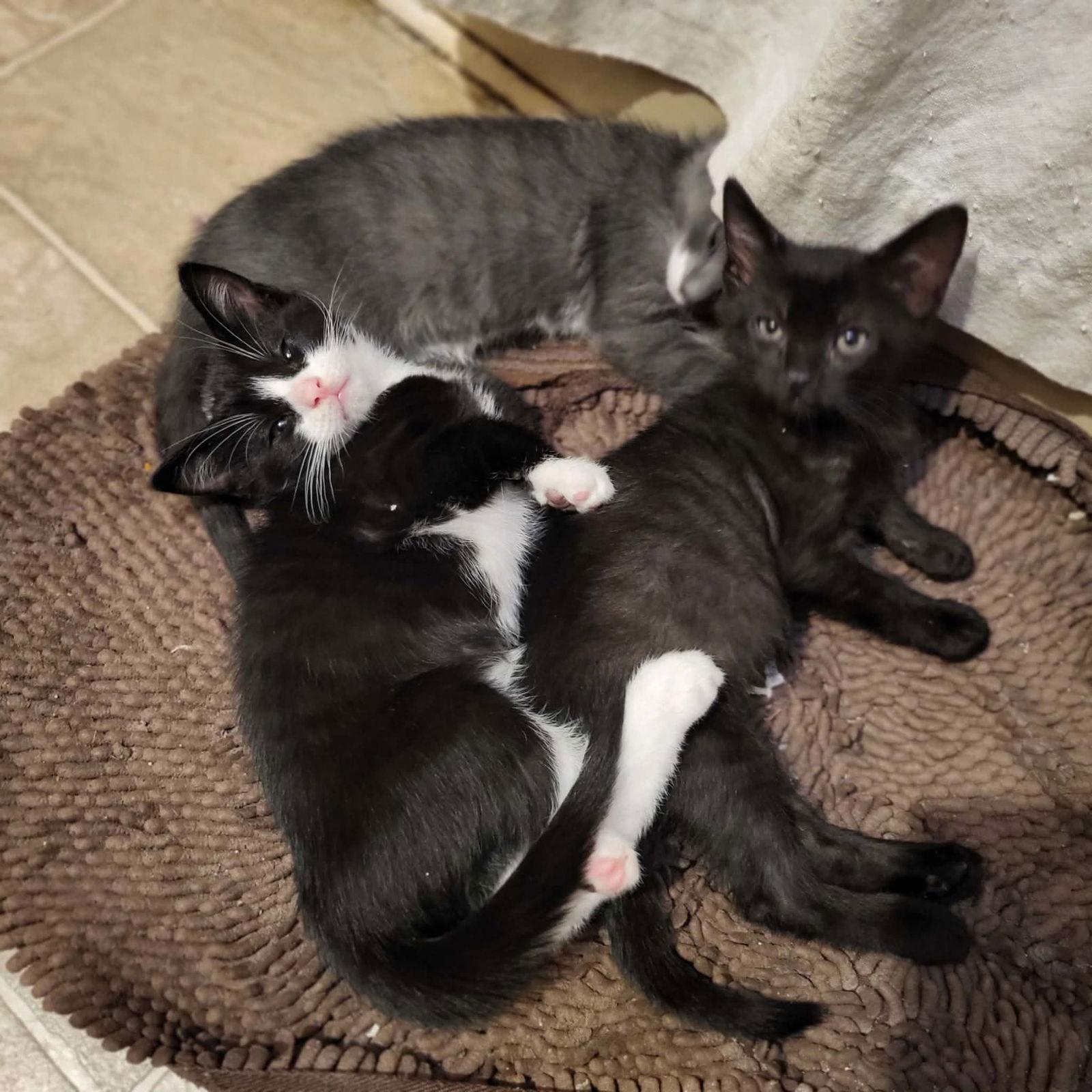 Obsidian, a Adoptable Domestic Short Hair in Sicklerville , NJ image 2/3