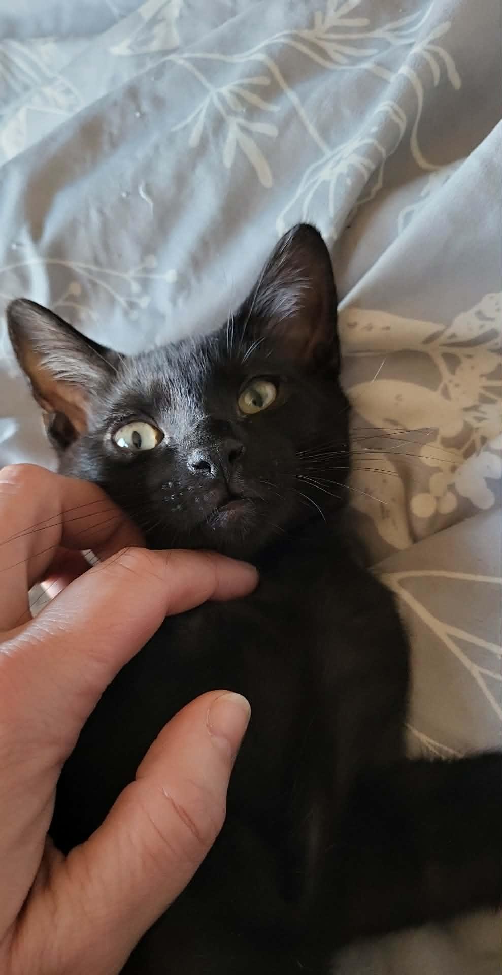 Obsidian, a Adoptable Domestic Short Hair in Sicklerville , NJ image 3/3