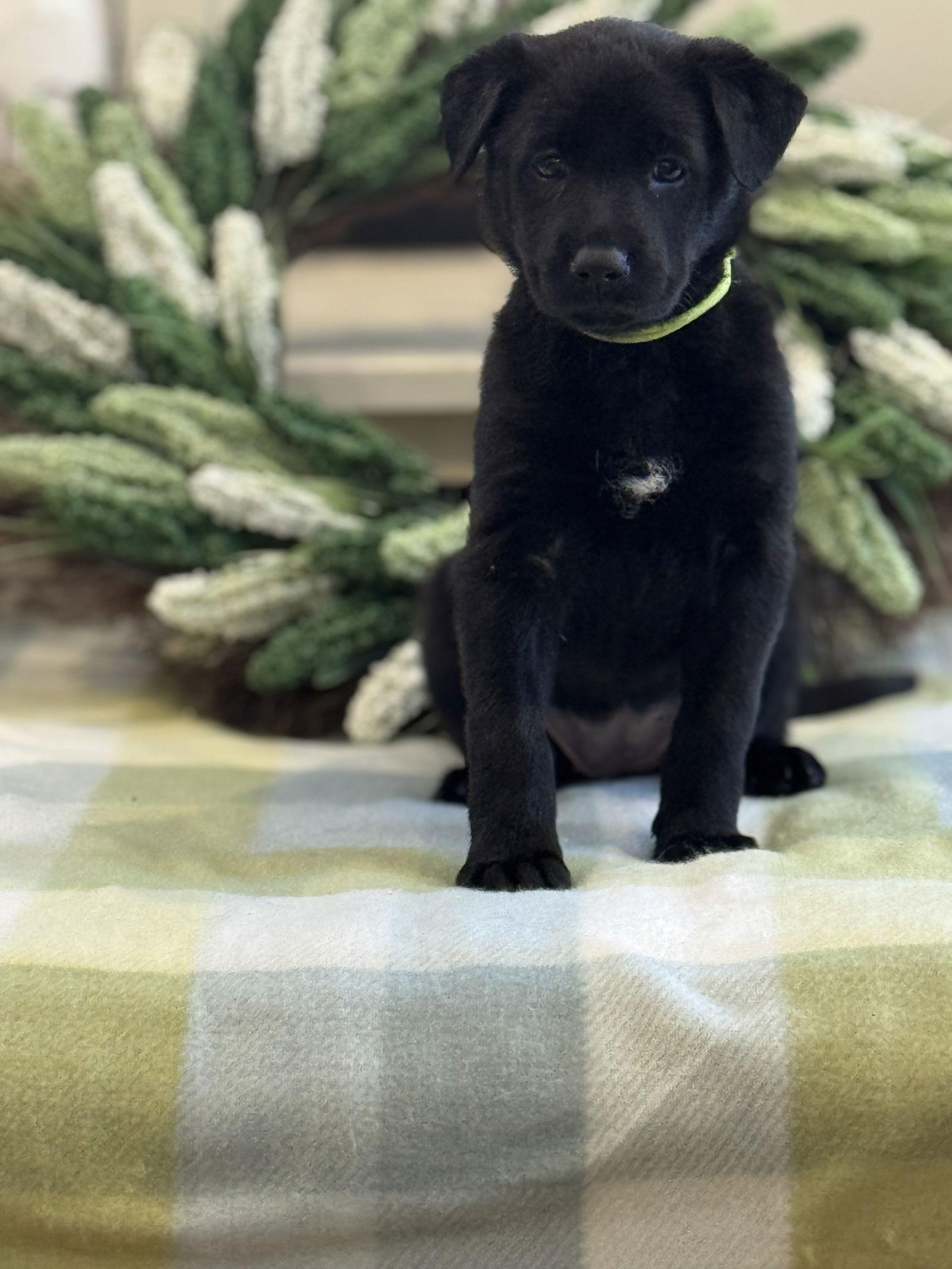 Respite, Adoptable, Young Female Belgian Shepherd / Malinois & Labrador Retriever.