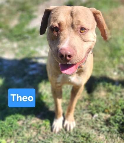 Enlarge Theo, a Adoptable mixed breed in Clinton, MO image 1/2