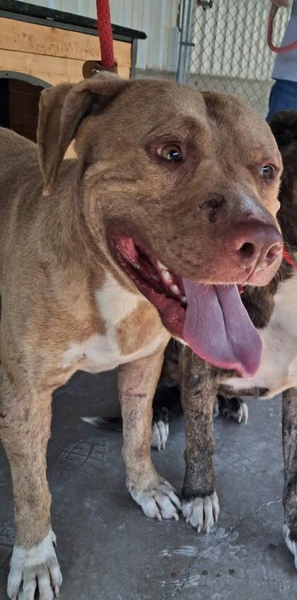 Enlarge Theo, a Adoptable mixed breed in Clinton, MO image 2/2