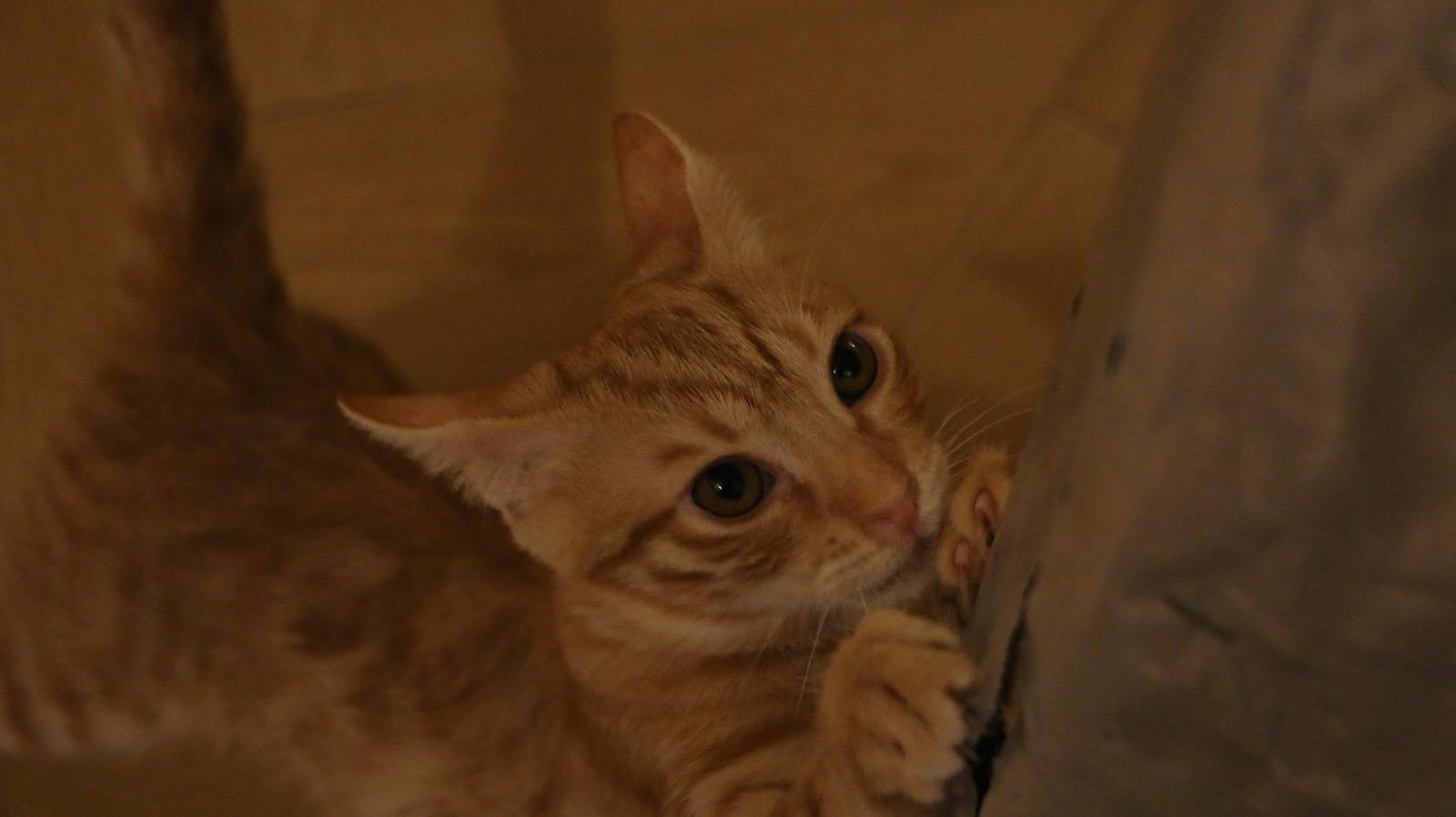 Enlarge Nosa & Nala, a Adoptable mixed breed in Brampton, ON image 1/4