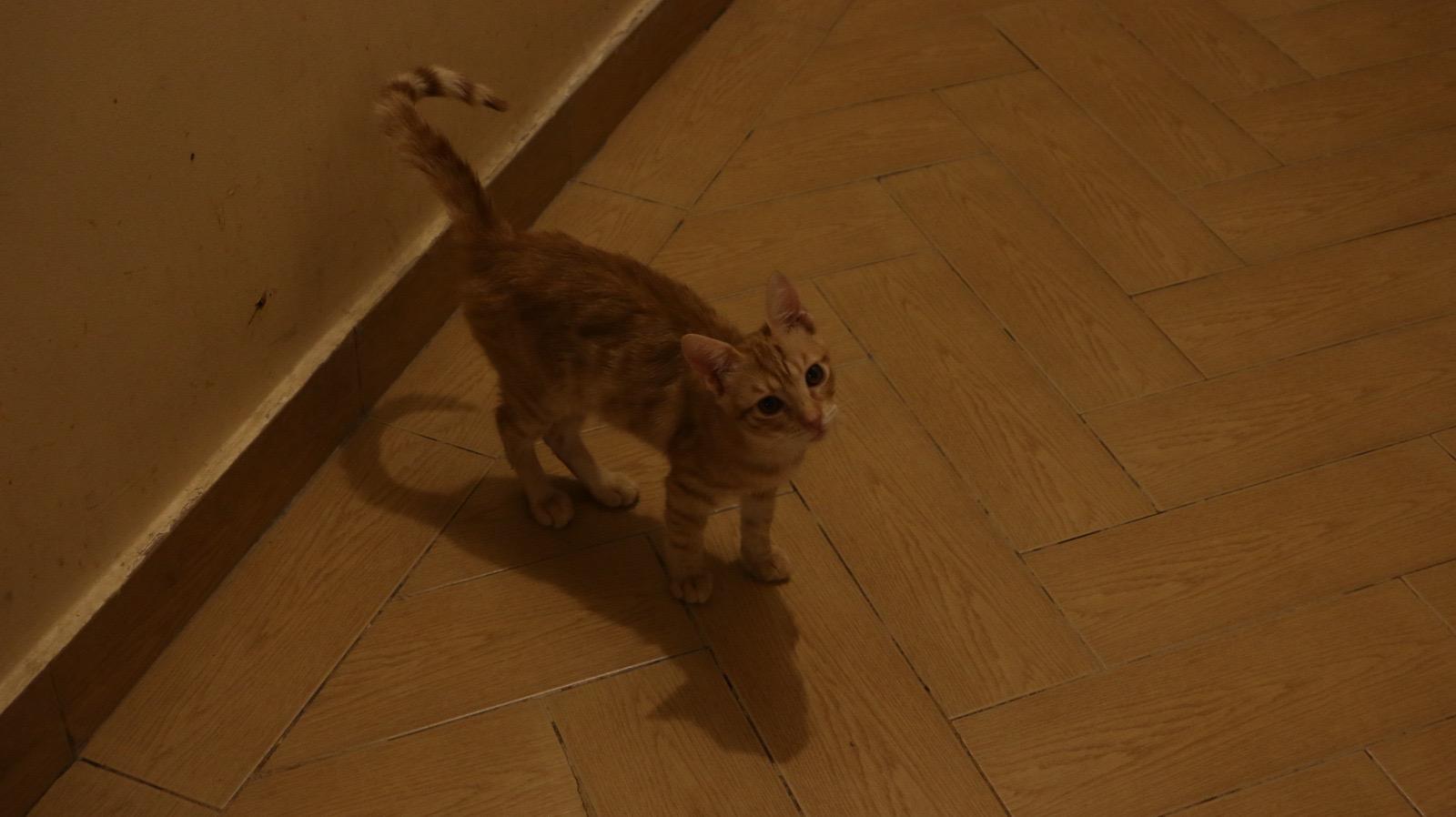 Enlarge Nosa & Nala, a Adoptable mixed breed in Brampton, ON image 3/4