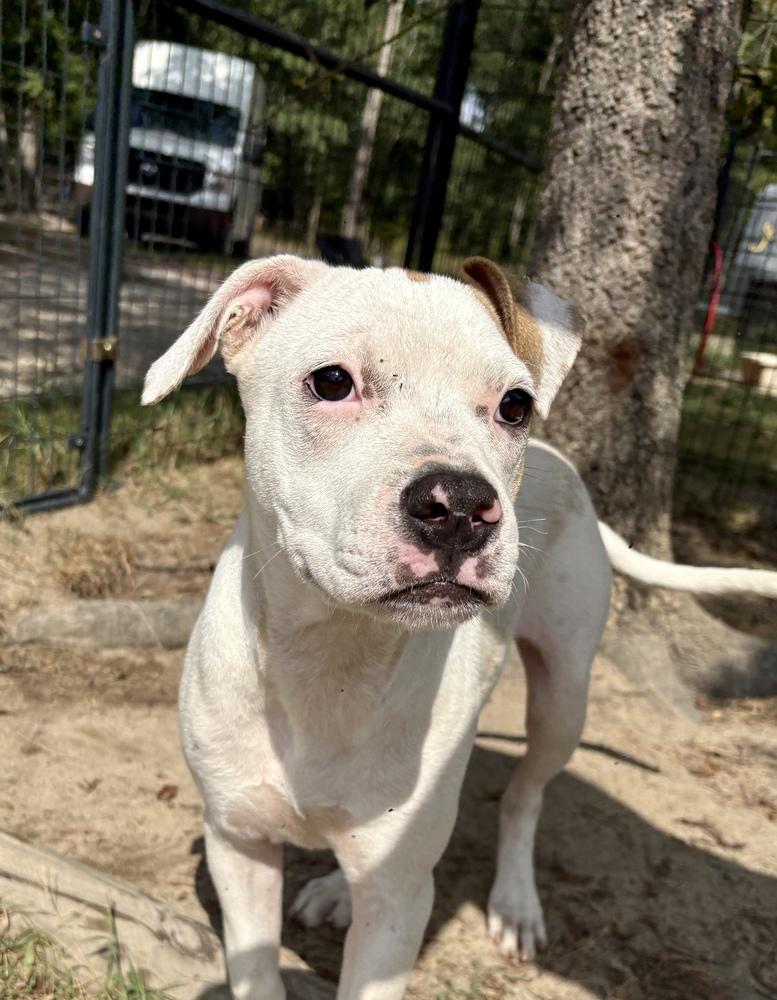 DORI, Adoptable, Young Female Boxer & American Bulldog.