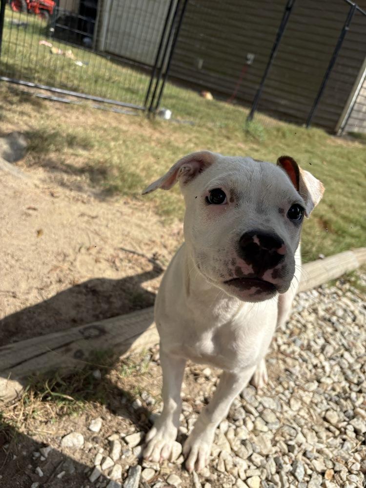 Enlarge DORI, a Adoptable mixed breed in Thompson, PA image 2/4