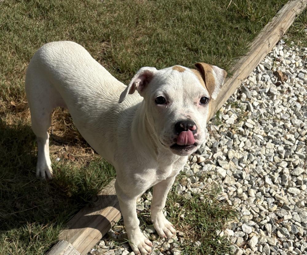 Enlarge DORI, a Adoptable mixed breed in Thompson, PA image 3/4