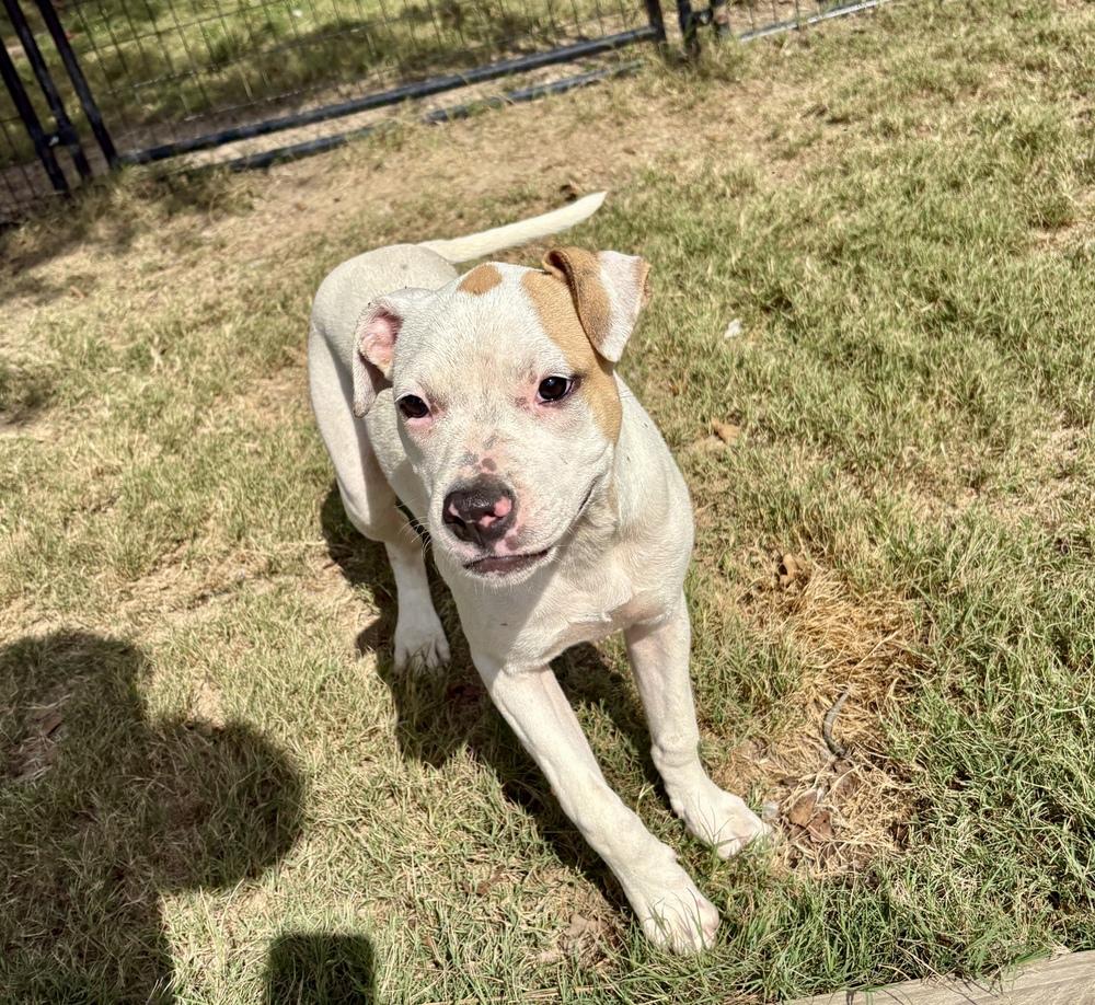 Enlarge DORI, a Adoptable mixed breed in Thompson, PA image 4/4