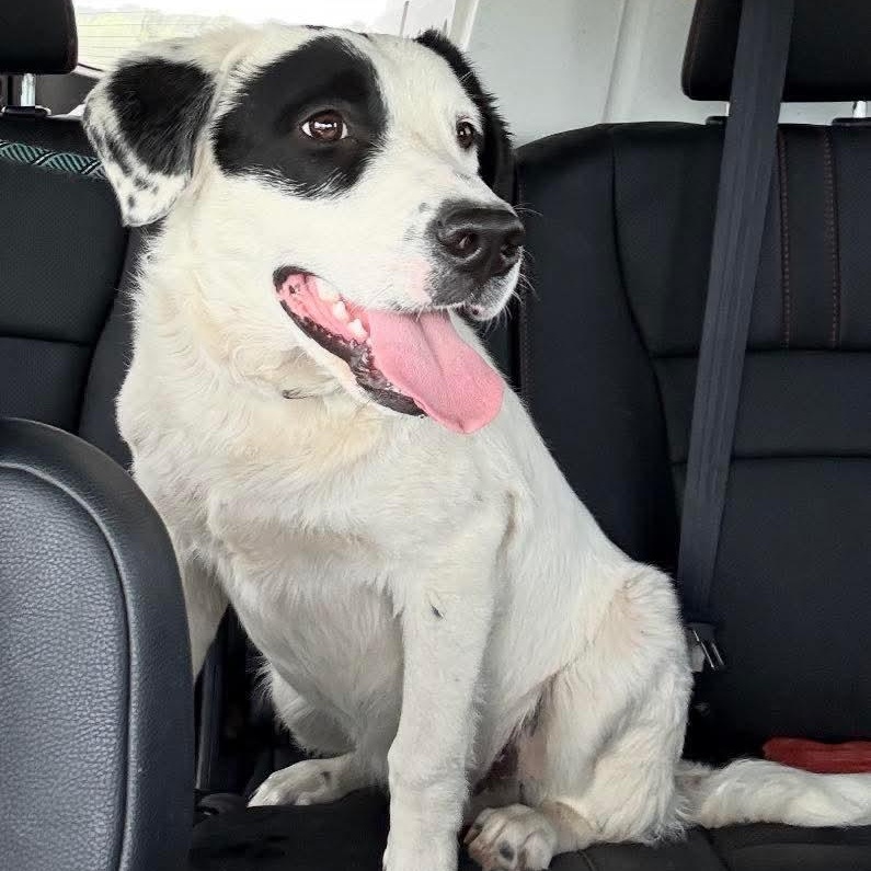 Willy, adopted, Puppy Male Pointer.