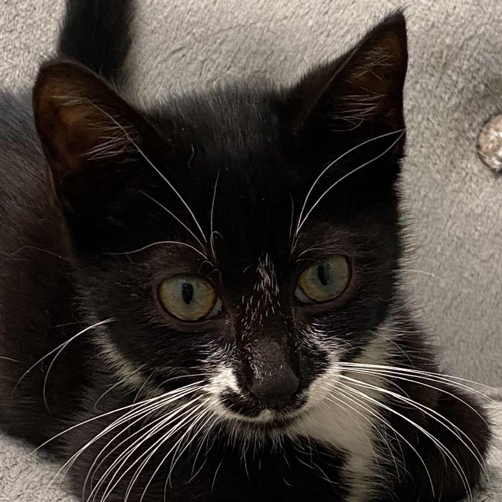 BB, Adoptable, Young Female Domestic Short Hair.