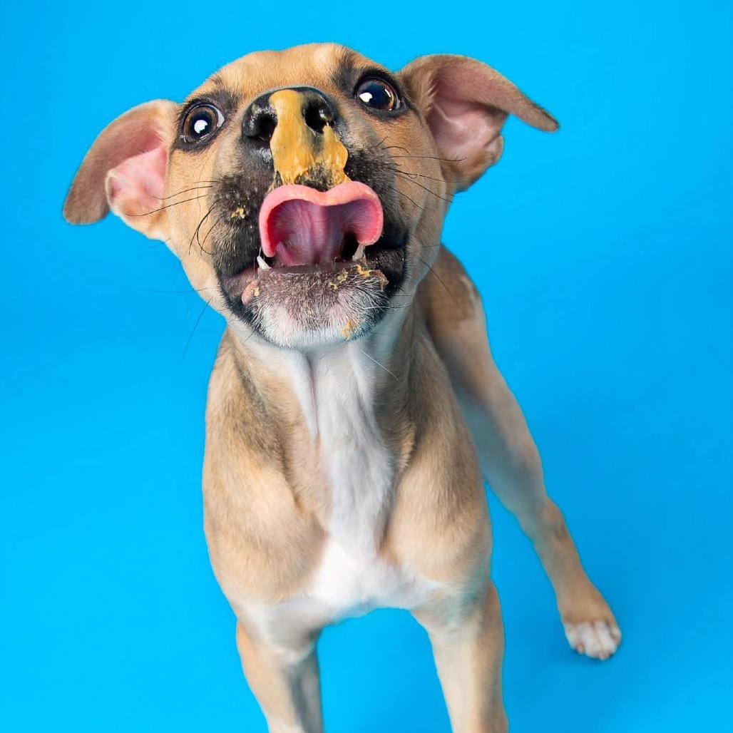 Enlarge Lyric, a Adoptable mixed breed in Griswold, CT image 1/6