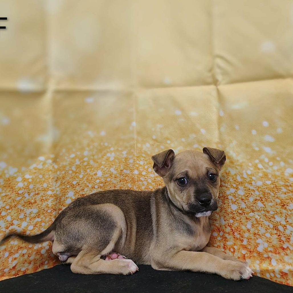 Enlarge Lyric, a Adoptable mixed breed in Griswold, CT image 2/6