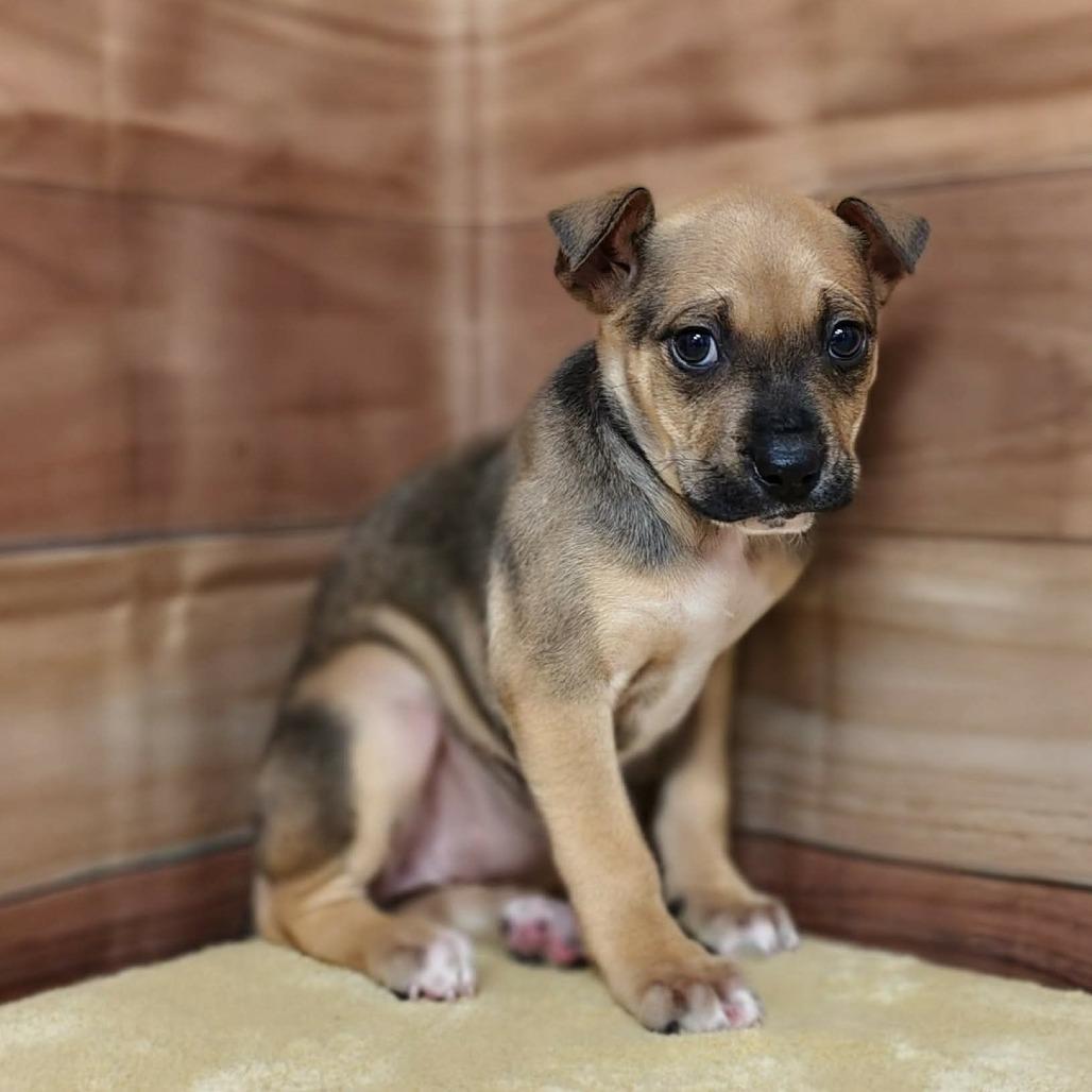 Enlarge Lyric, a Adoptable mixed breed in Griswold, CT image 3/6