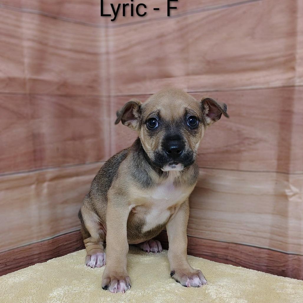Enlarge Lyric, a Adoptable mixed breed in Griswold, CT image 4/6