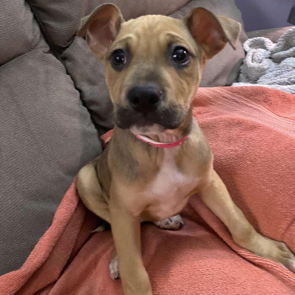 Enlarge Lyric, a Adoptable mixed breed in Griswold, CT image 5/6