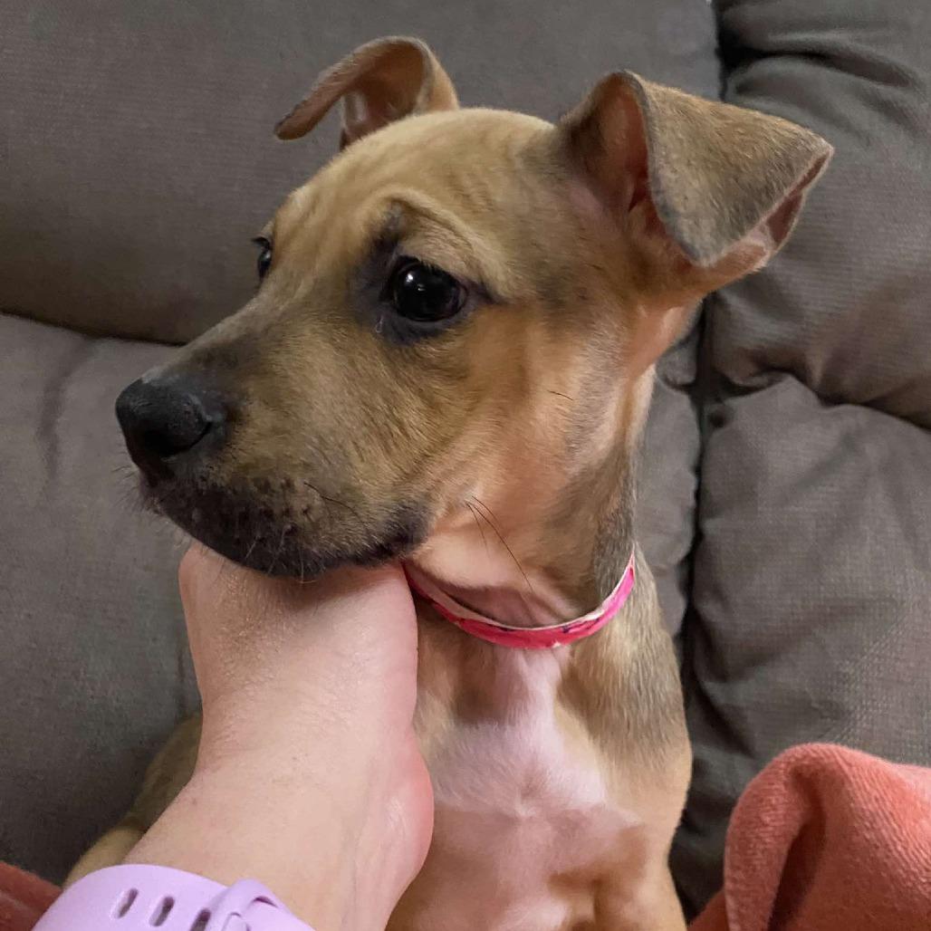 Enlarge Lyric, a Adoptable mixed breed in Griswold, CT image 6/6