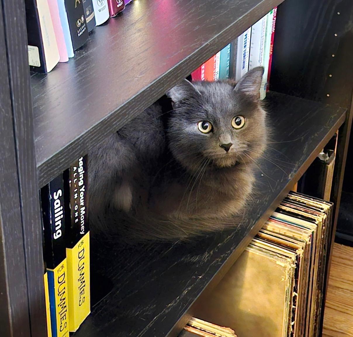 Boudica, an adoptable Domestic Medium Hair, Nebelung in Blaine, MN, 55449 | Photo Image 5