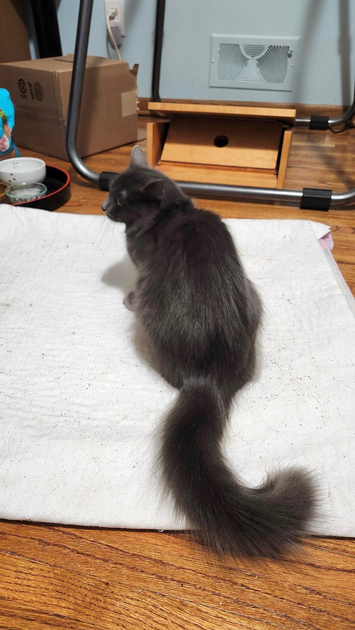 Boudica, an adoptable Domestic Medium Hair, Nebelung in Blaine, MN, 55449 | Photo Image 2