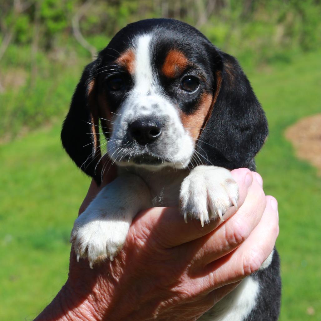 CT Daisy, Adoptable, Puppy Female Beagle.