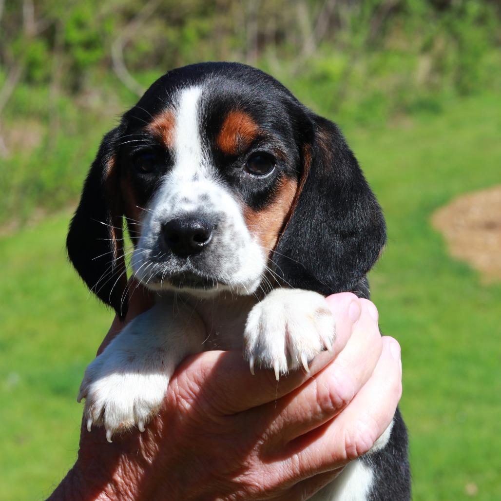 Enlarge CT Daisy, a Adoptable Beagle in Eastford, CT image 2/4