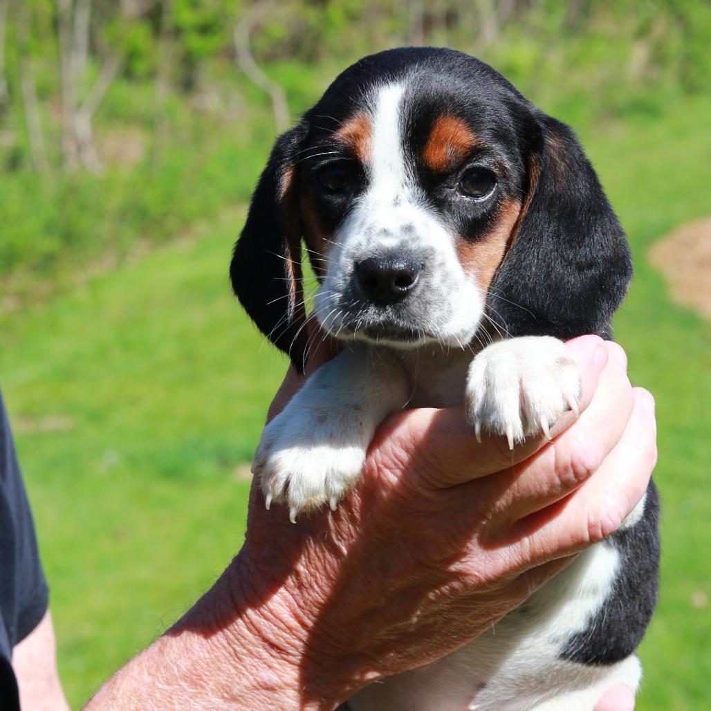 Enlarge CT Daisy, a Adoptable Beagle in Eastford, CT image 3/4