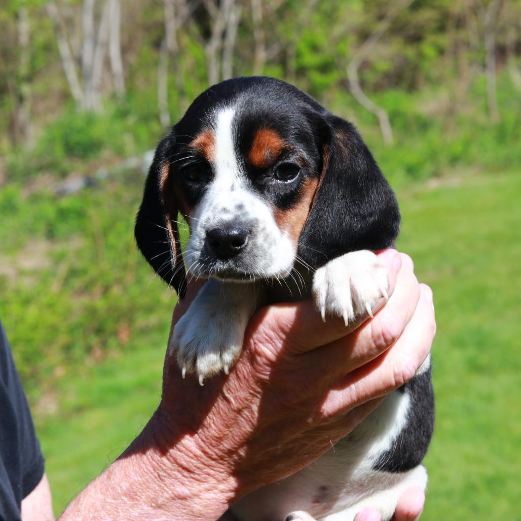 Enlarge CT Daisy, a Adoptable Beagle in Eastford, CT image 4/4