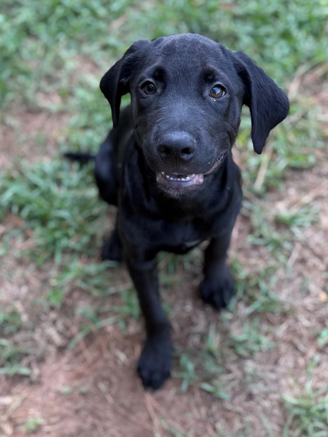 Enlarge Deputy, an adopted mixed breed in Summerdale, AL image 1/1