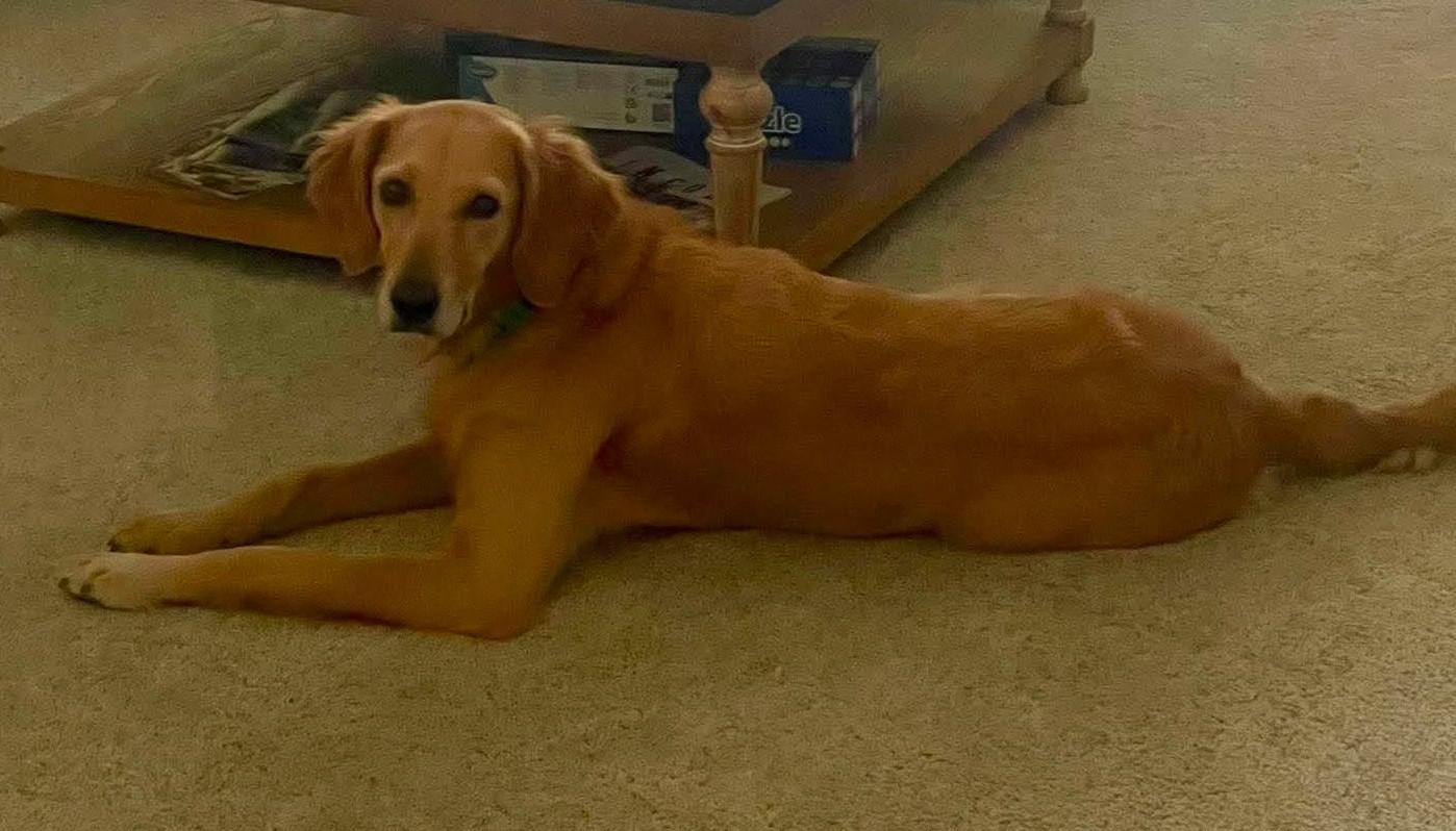 Enlarge Briley, an adopted Golden Retriever in Kiowa, OK image 5/6