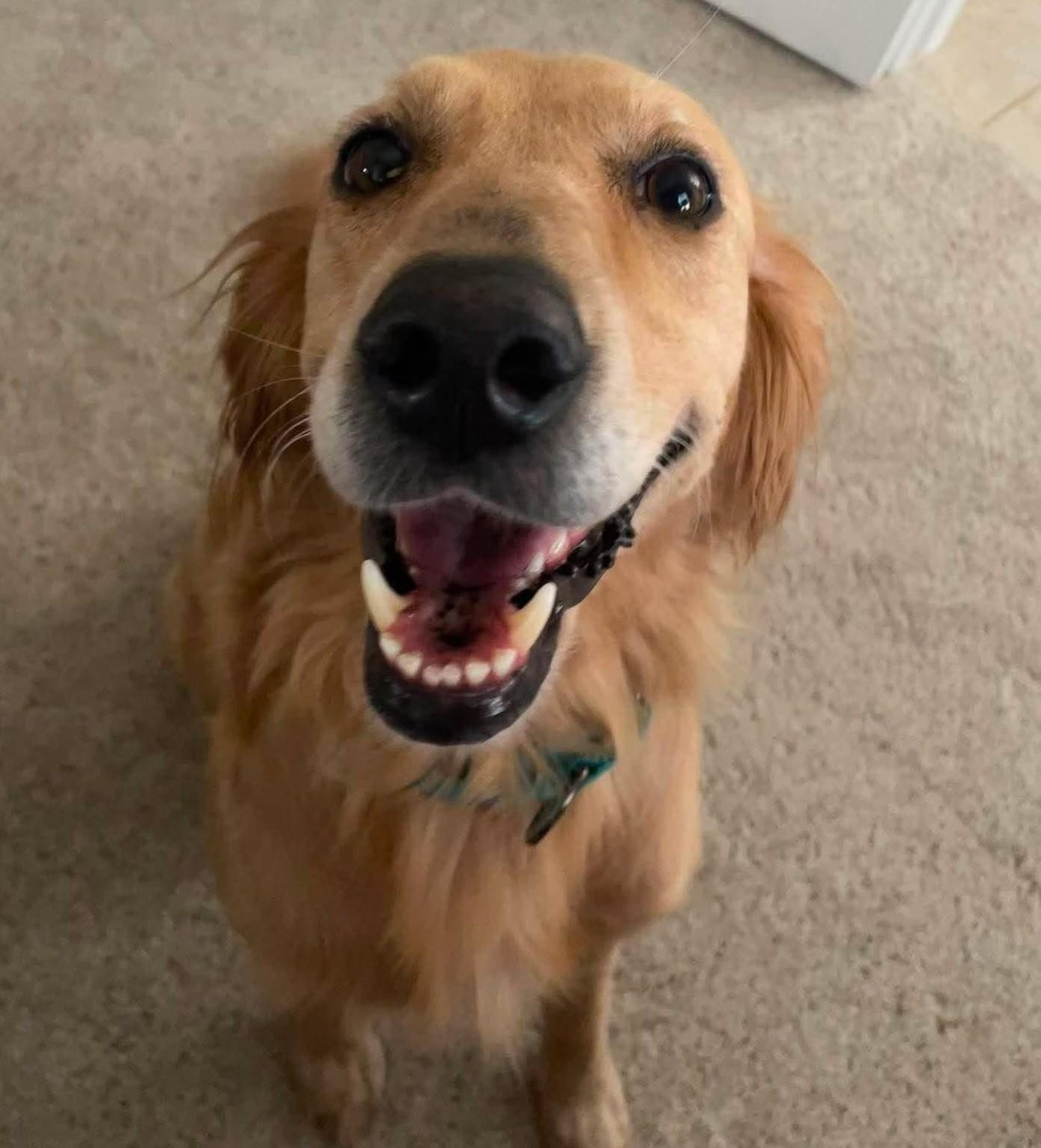 Enlarge Briley, an adopted Golden Retriever in Kiowa, OK image 3/6