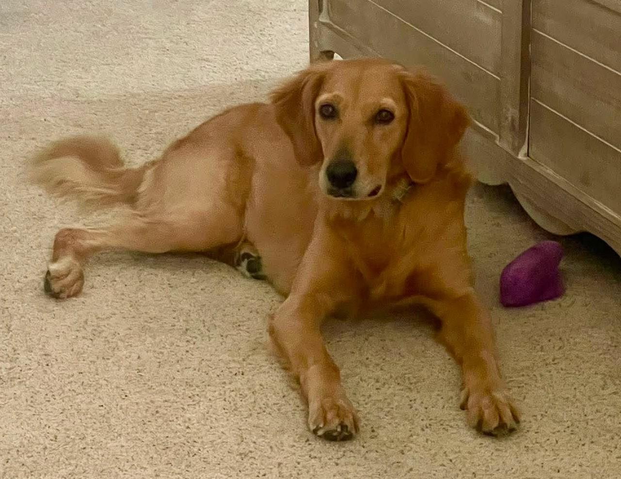 Enlarge Briley, an adopted Golden Retriever in Kiowa, OK image 2/6