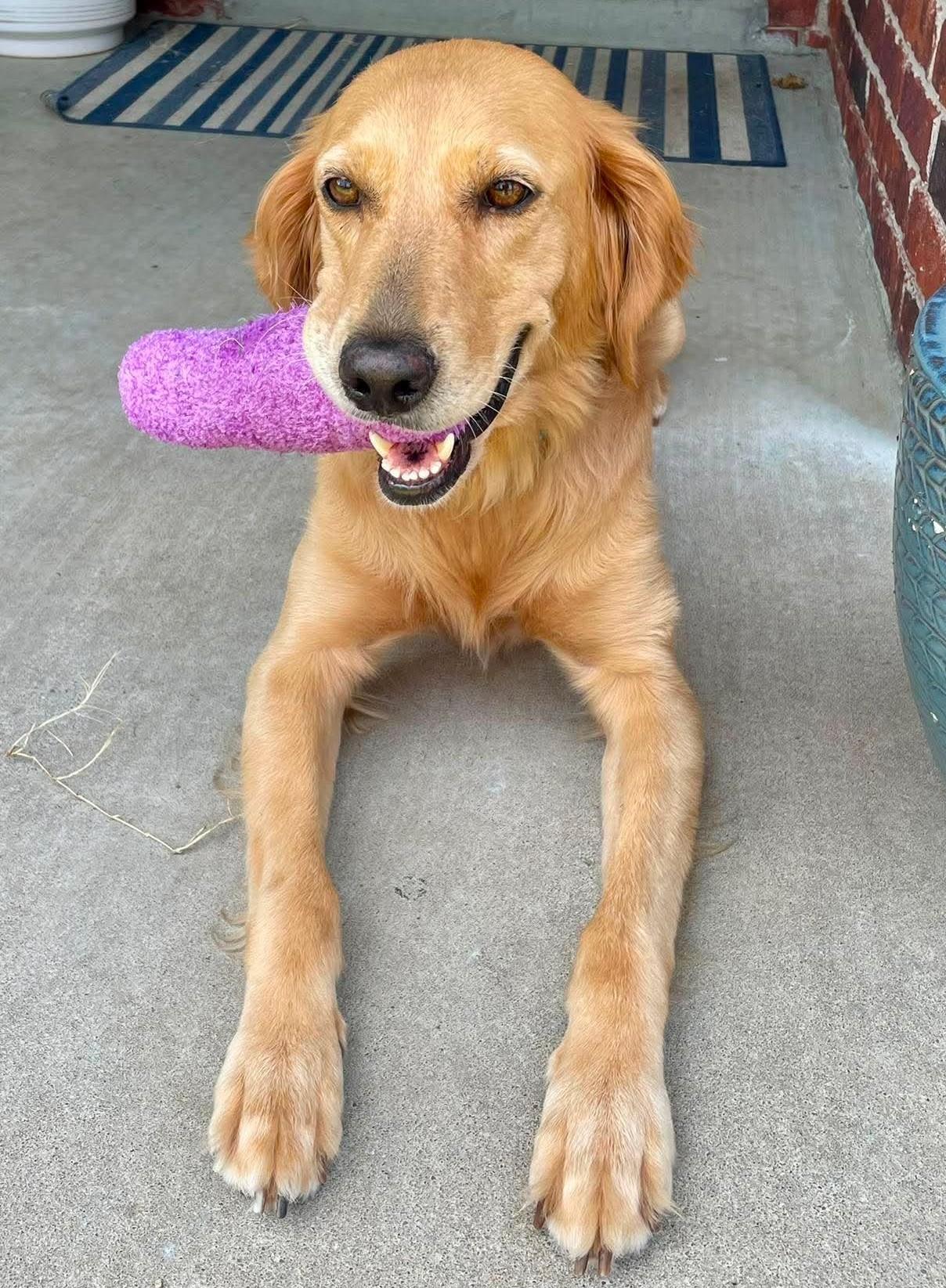 Enlarge Briley, an adopted Golden Retriever in Kiowa, OK image 4/6