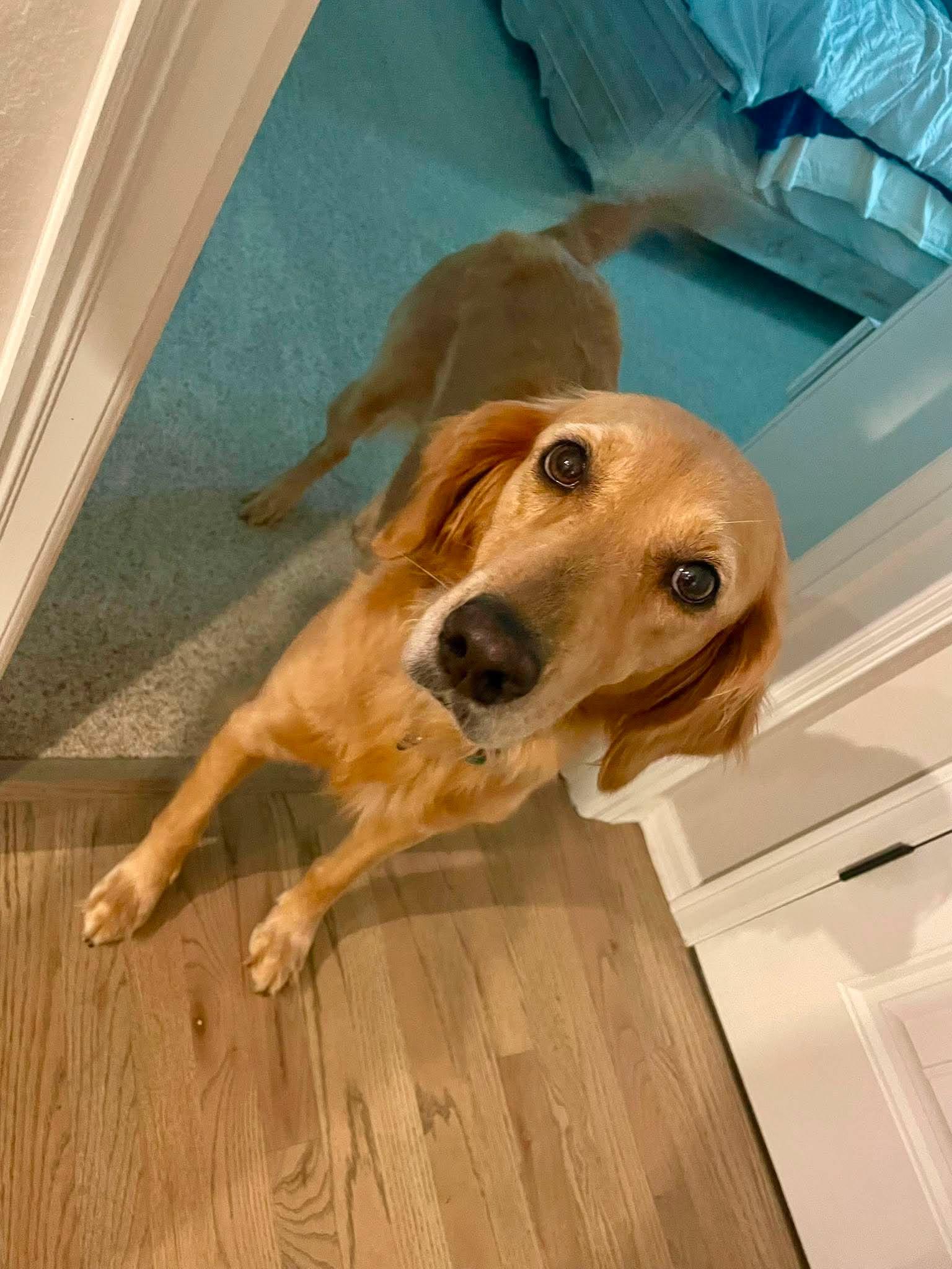 Enlarge Briley, an adopted Golden Retriever in Kiowa, OK image 6/6