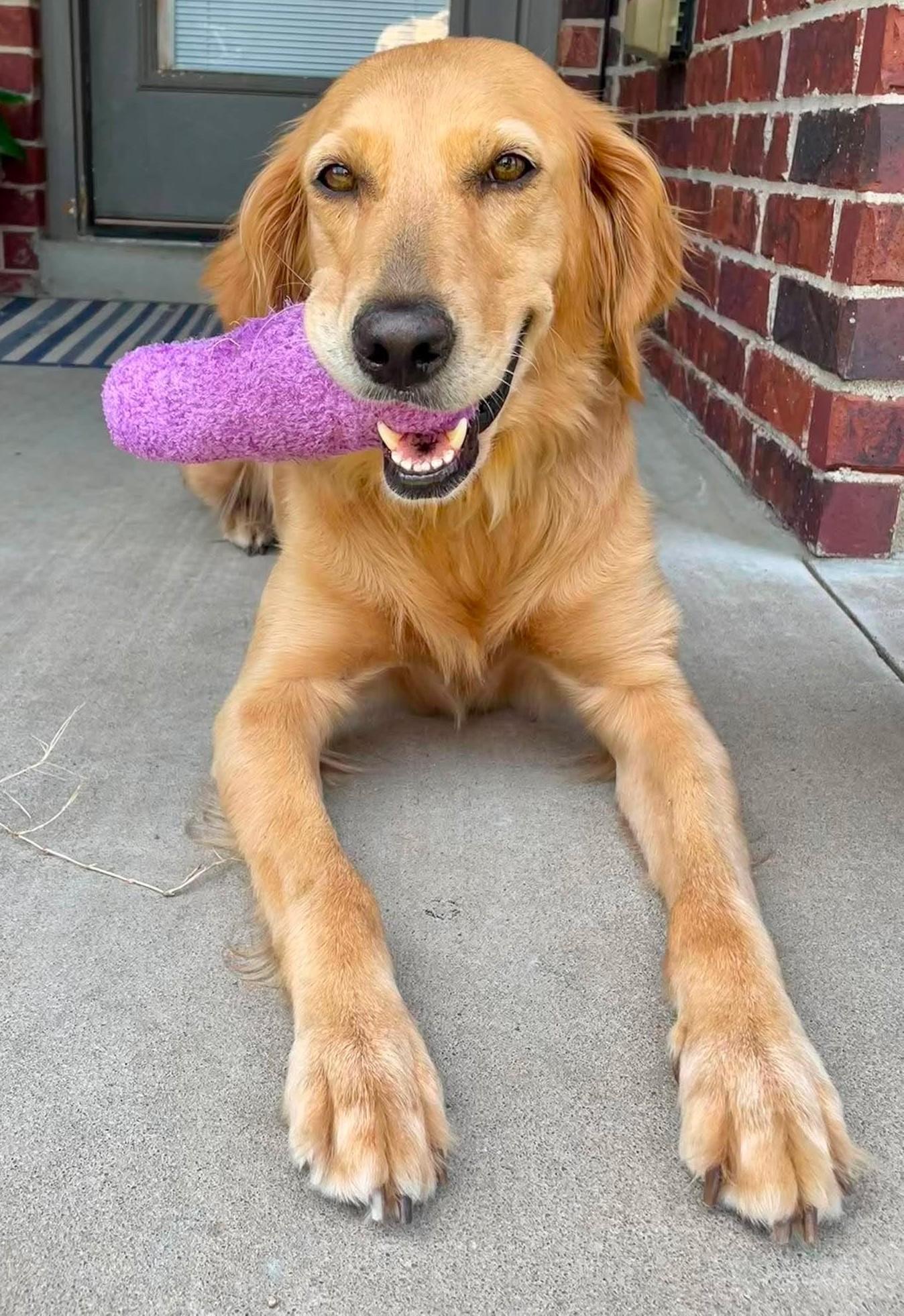 Briley, adopted, Young Female Golden Retriever.