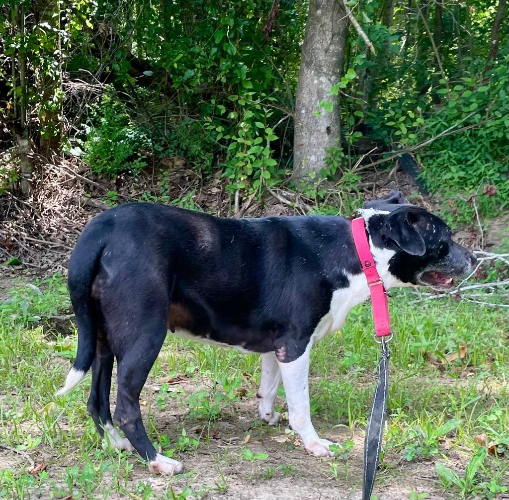 Etta, Adoptable, Adult Female Labrador Retriever & Mixed Breed.