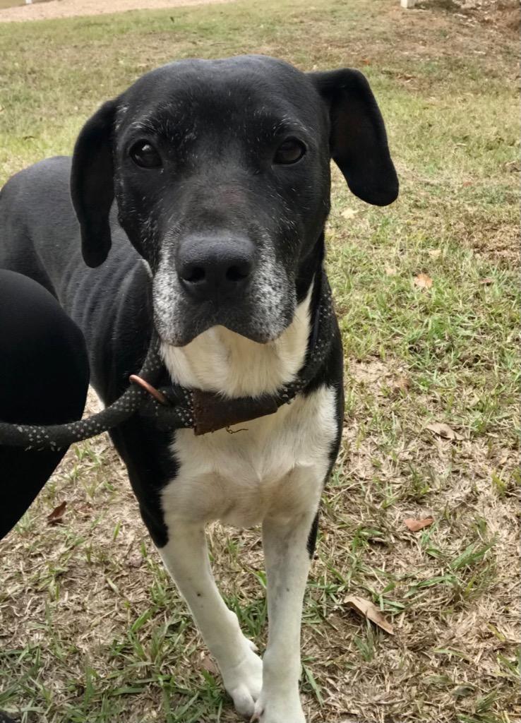 Etta, Adoptable, Adult Female Labrador Retriever & Mixed Breed.