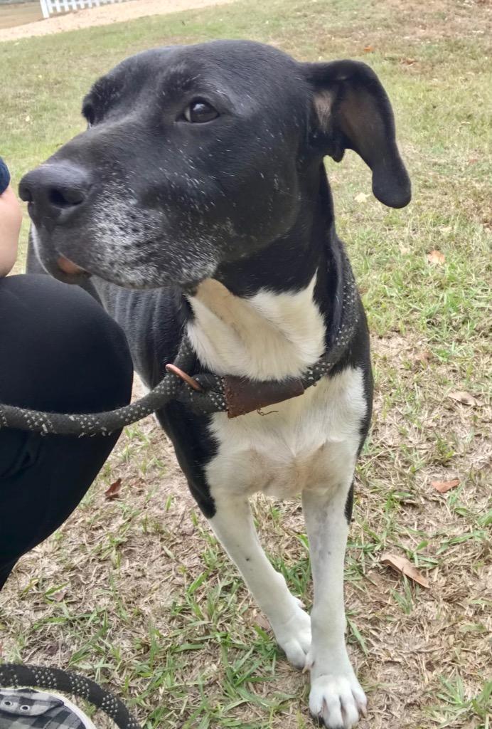 Etta, a Adoptable mixed breed in Saint Francisville, LA image 1/6