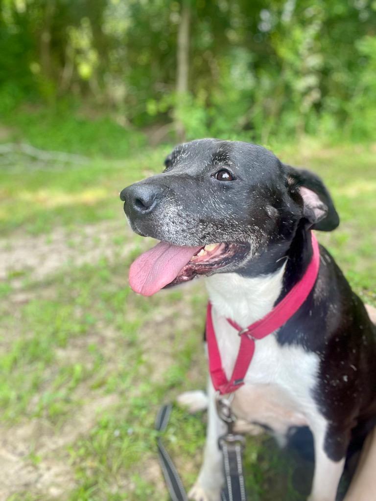 Etta, a Adoptable mixed breed in Saint Francisville, LA image 2/6