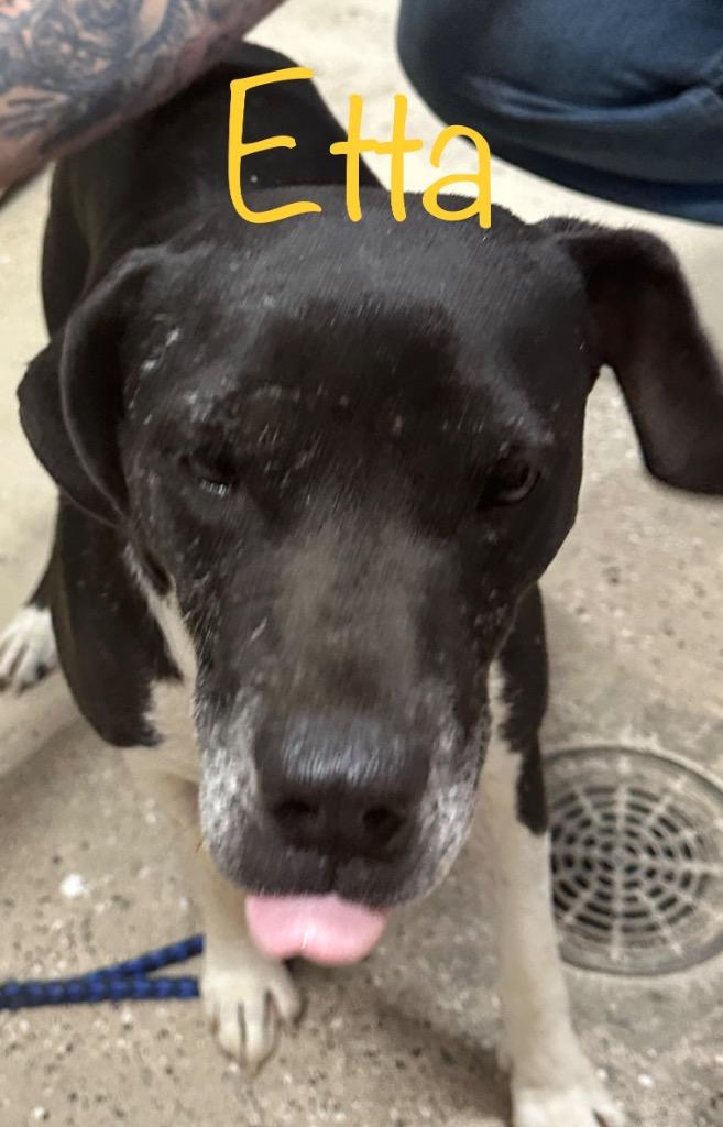 Etta, a Adoptable mixed breed in Saint Francisville, LA image 6/6