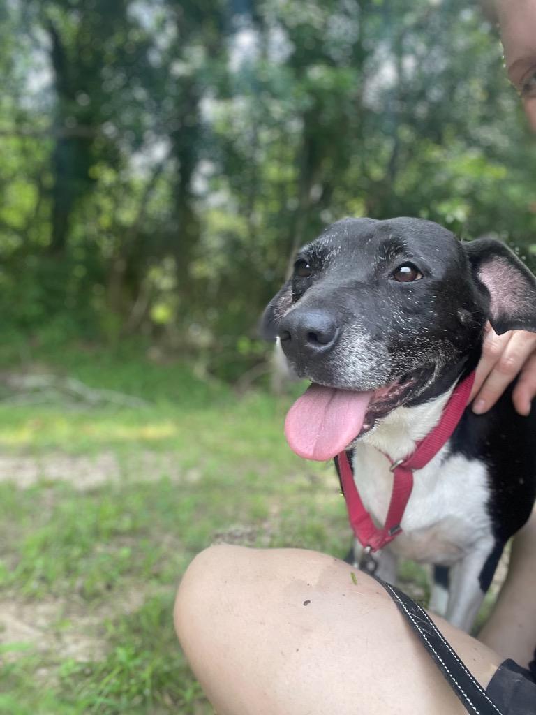 Etta, a Adoptable mixed breed in Saint Francisville, LA image 6/6