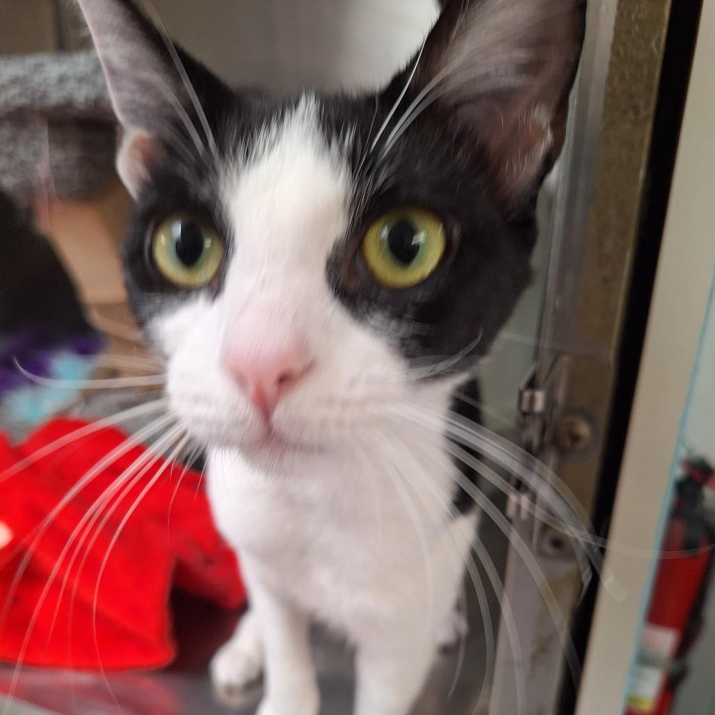 Mommas, Adoptable, Young Female Domestic Short Hair & Domestic Short Hair.