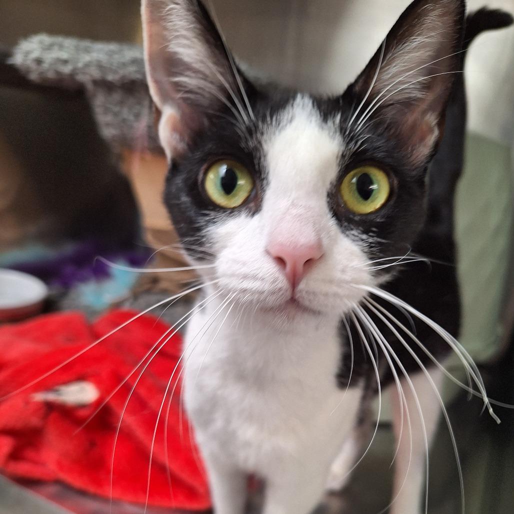 Enlarge Mommas, a Adoptable mixed breed in Long Beach, CA image 2/2