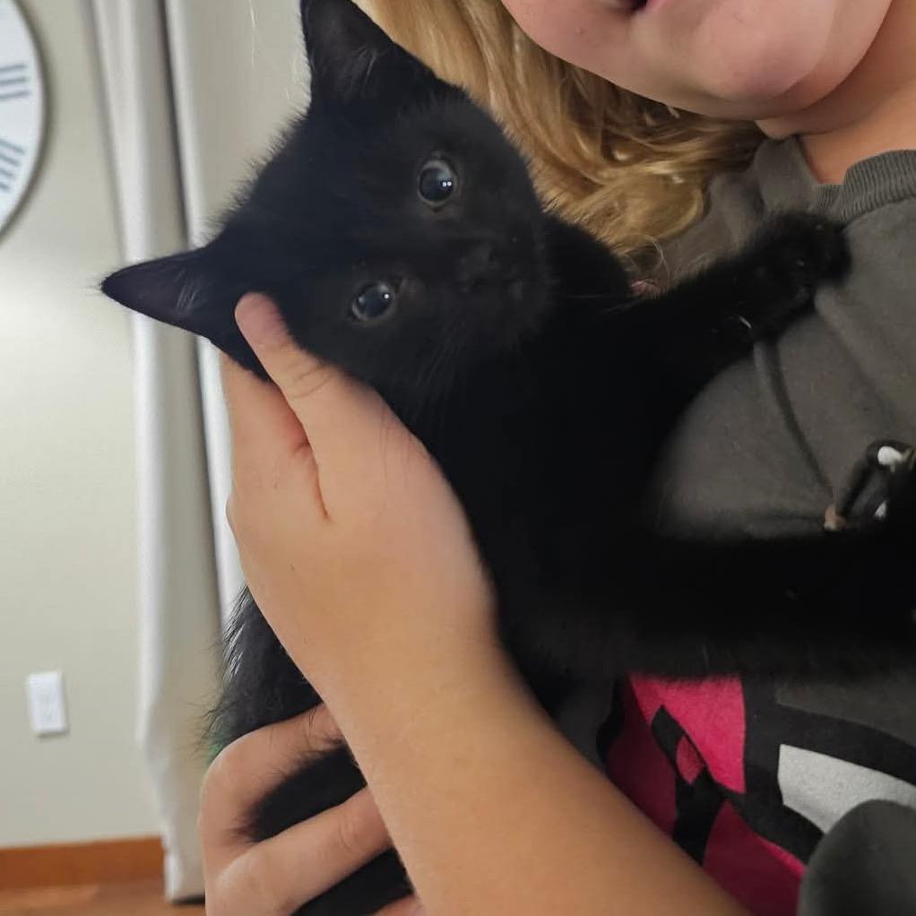 Enlarge Nox, a Adoptable Domestic Short Hair in Ferndale, WA image 2/2