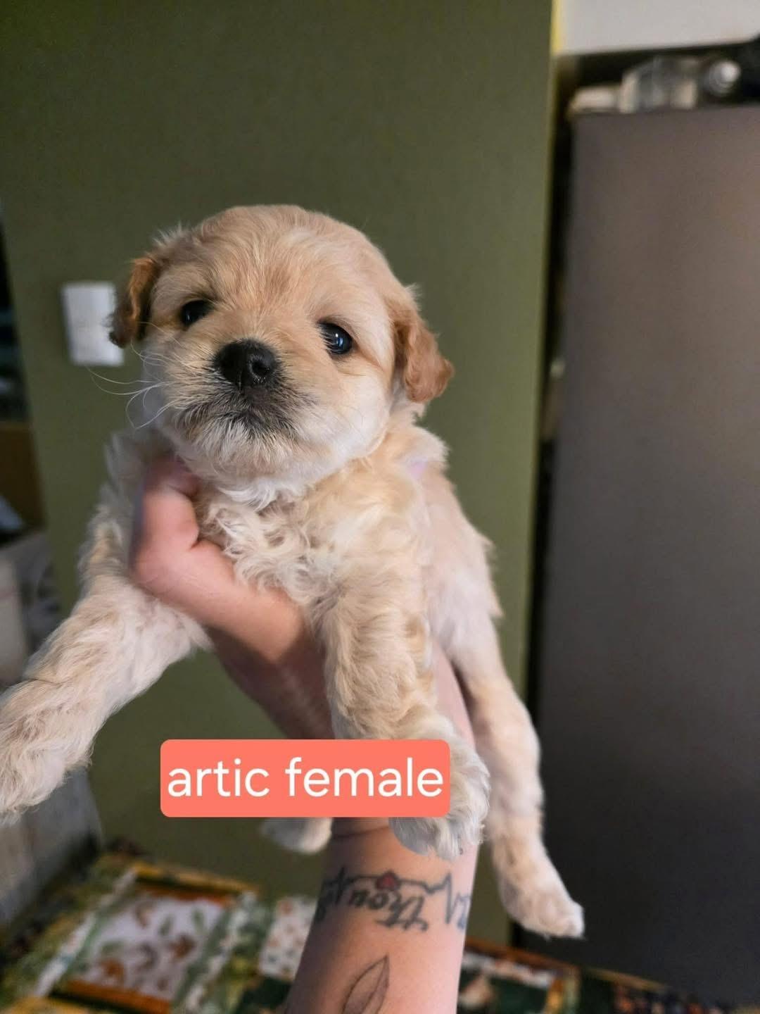 Artic, Adoptable, Puppy Female Poodle.