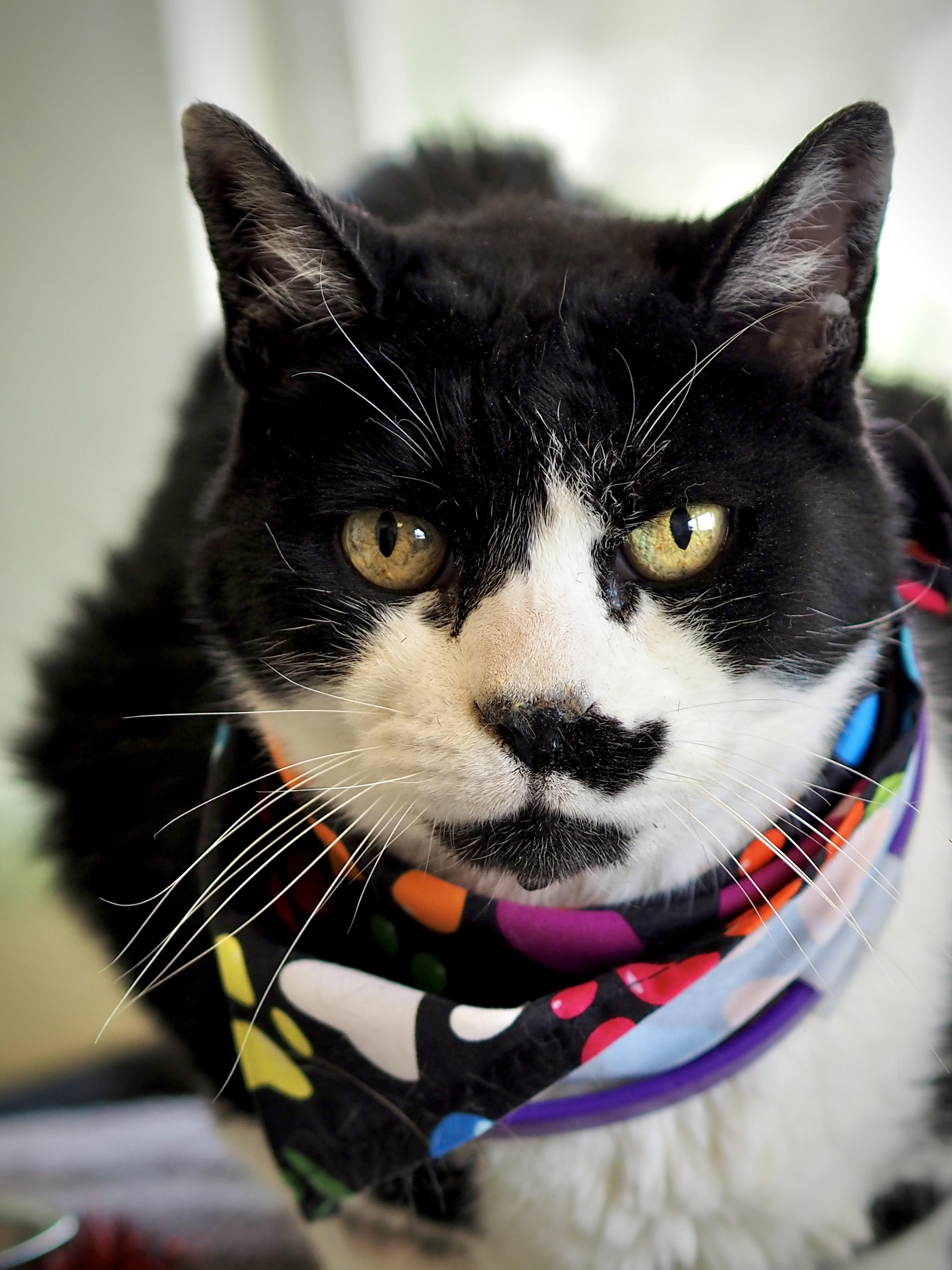 Louie, ADOPTABLE, Senior Male Domestic Short Hair.