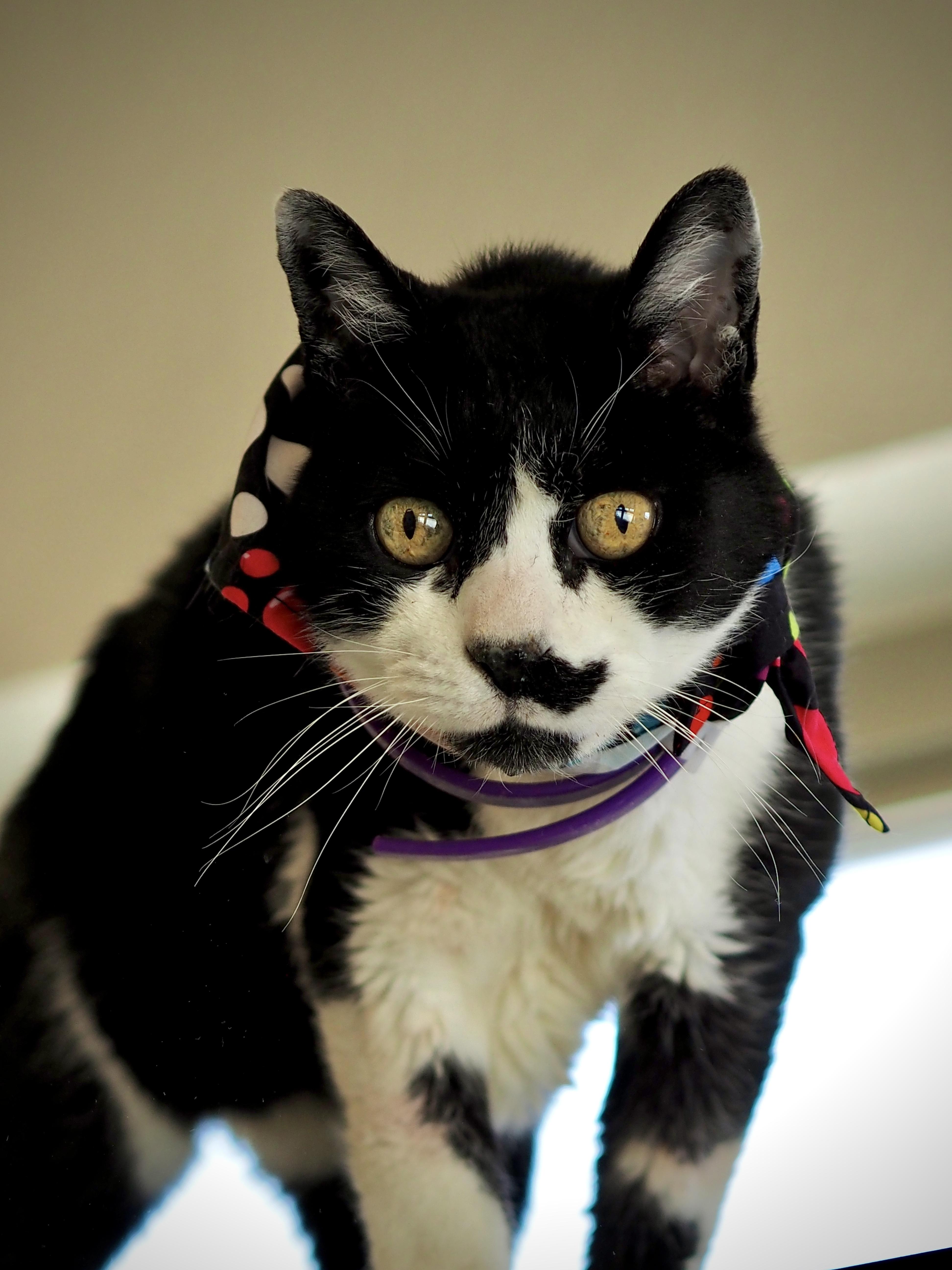 Louie, a ADOPTABLE Domestic Short Hair in Buena Vista, CO image 2/2