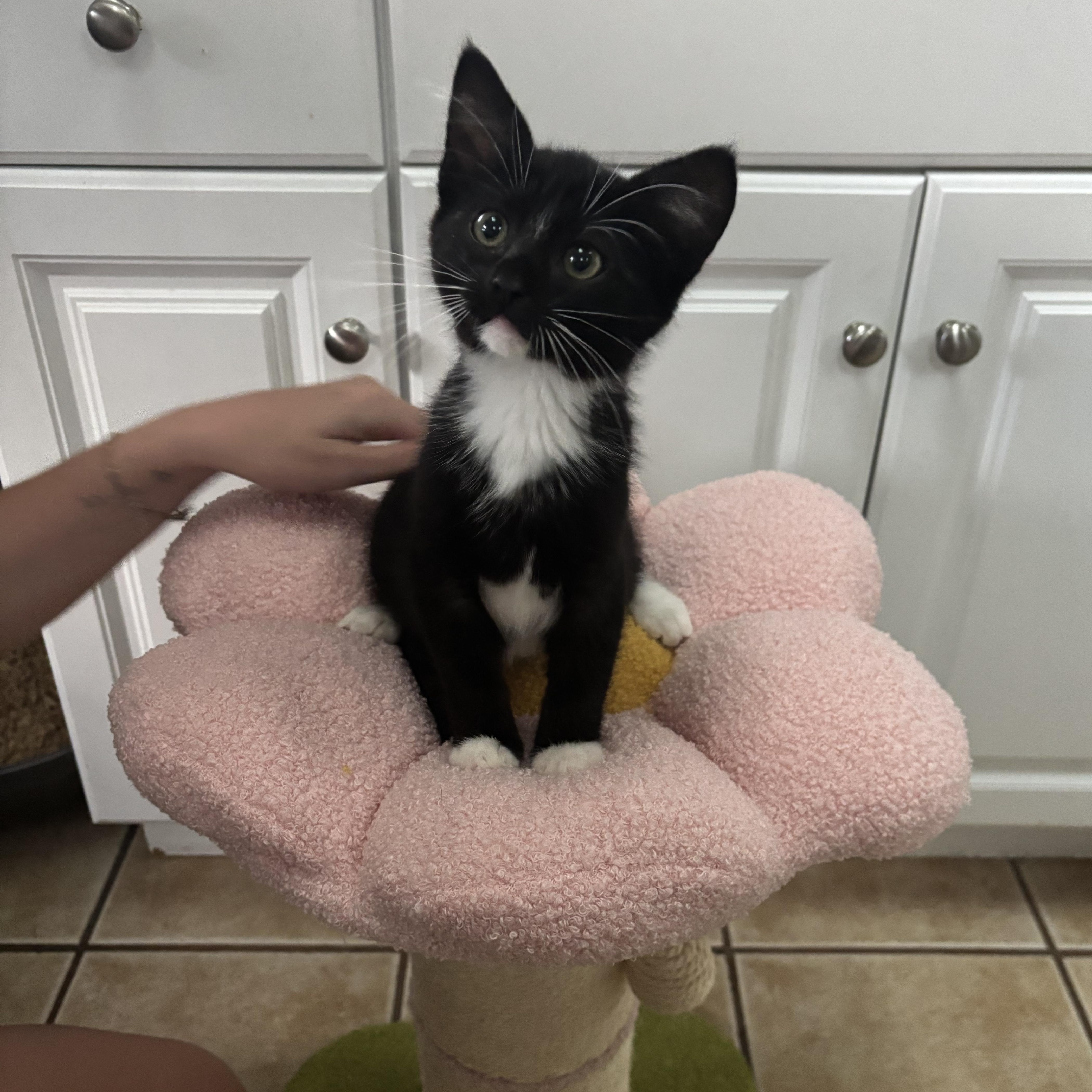 ATHENA