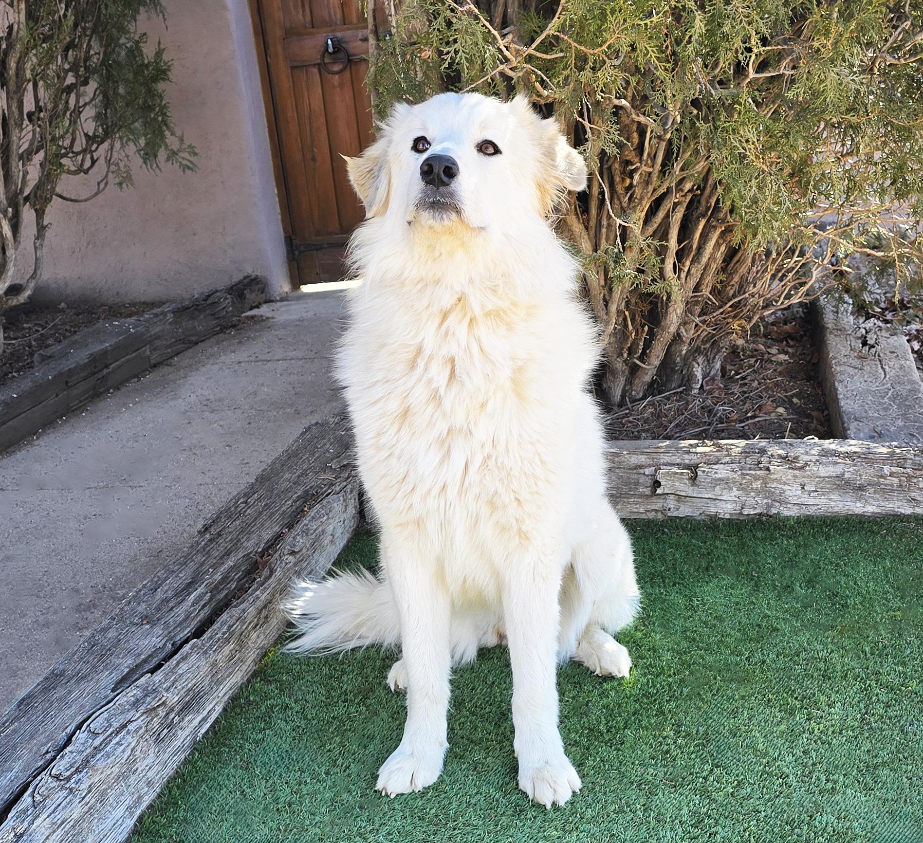 Enlarge Serene Ms Suzy Q ~ Golden Pyr Perfection, a ADOPTABLE mixed breed in Albuquerque, NM image 4/4