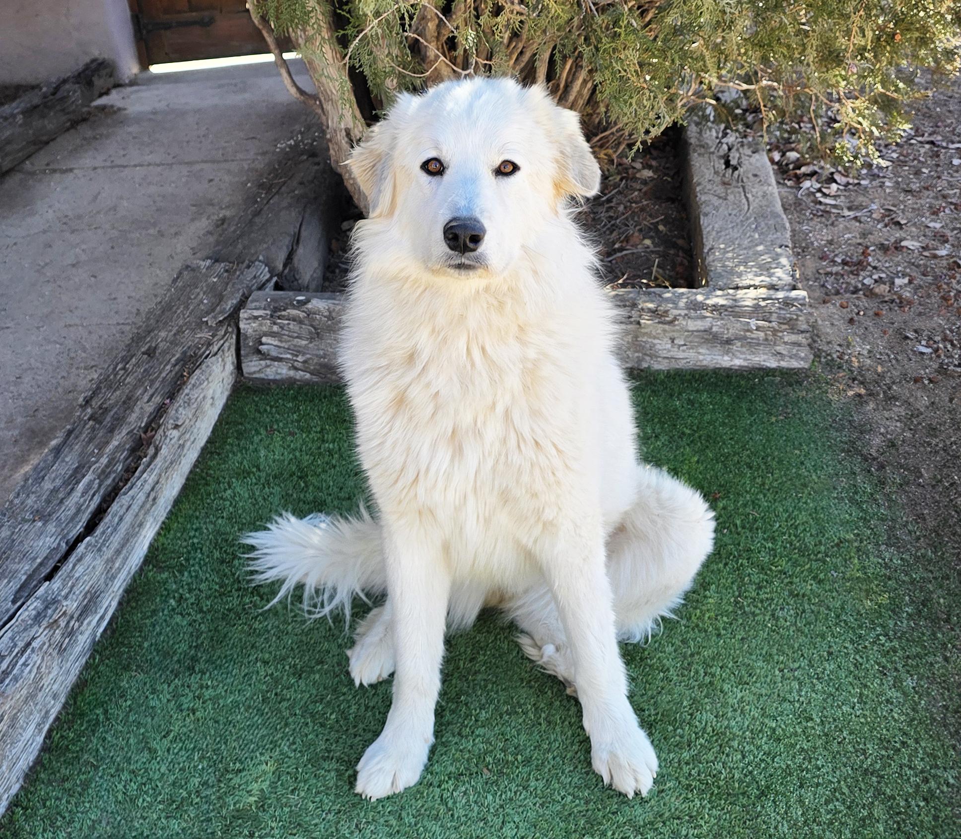 Enlarge Serene Ms Suzy Q ~ Golden Pyr Perfection, a ADOPTABLE mixed breed in Albuquerque, NM image 3/4