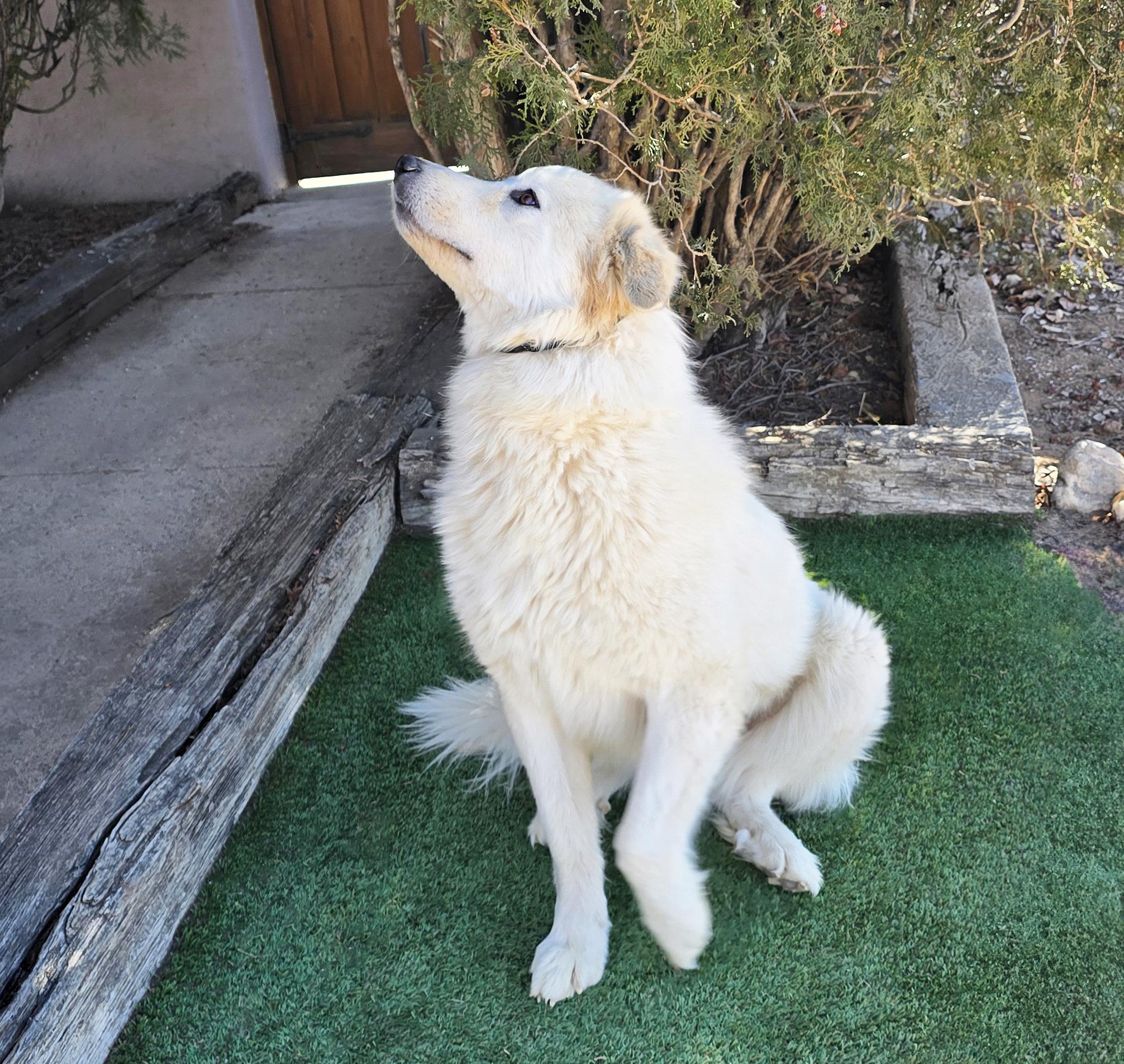 Enlarge Serene Ms Suzy Q ~ Golden Pyr Perfection, a ADOPTABLE mixed breed in Albuquerque, NM image 2/4